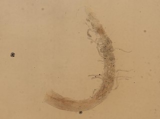 <i>Eunoe oerstedi</i> Species of annelid worm
