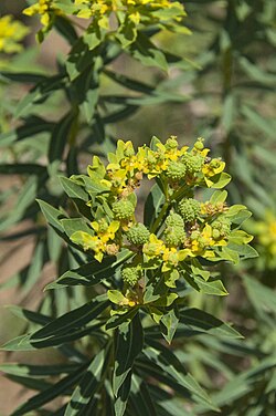 Euphorbia bivonae 0051.jpg