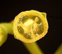 Euphorbia cupularis3.jpg