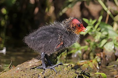 pollito en Marais Audomarois, Francia