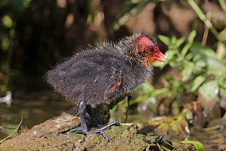 Eurasian coot