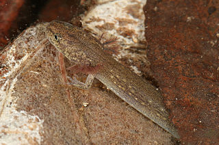 Jollyville Plateau salamander species of amphibian