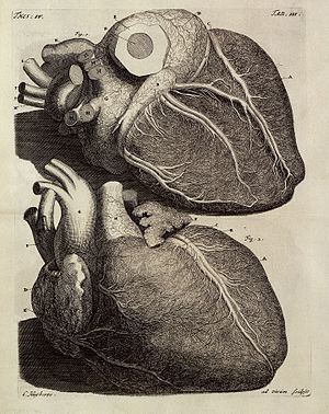 Coração: Sistema cardiovascular, Anatomia, Circulação coronária