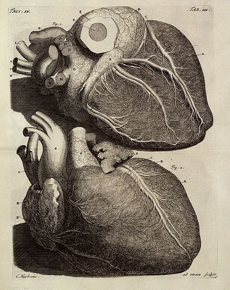 File:F. Ruysch, Thesaurus anatomicus primus (-dec Wellcome L0031991.jpg