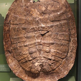 <i>Naomichelys</i> Extinct genus of turtles