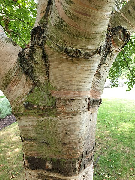 File:Fagales - Betula pubescens - 3.jpg