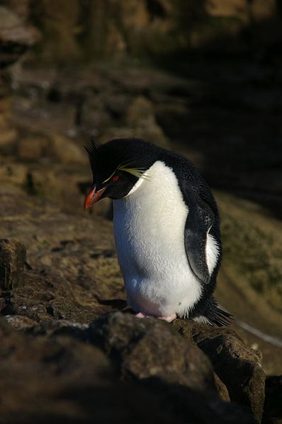 File:Falkland Islands Penguins 66.jpg