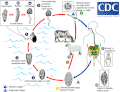 Vorschaubild der Version vom 21:05, 9. Jul. 2015