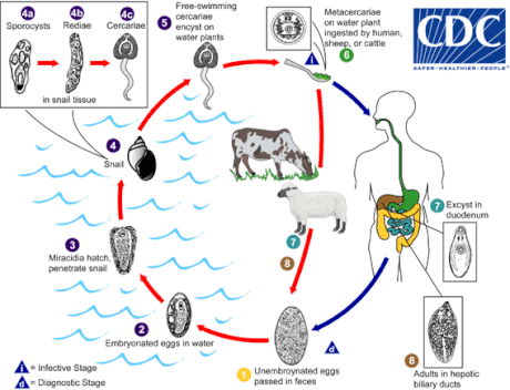 Ciclo vitale biologico