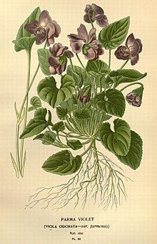 Favourite flowers of garden and greenhouse (Pl. 32) (7789059768).jpg
