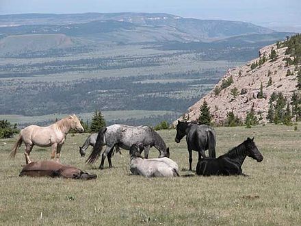 Feral horses in the Pryor Mountains of Southeast Montana