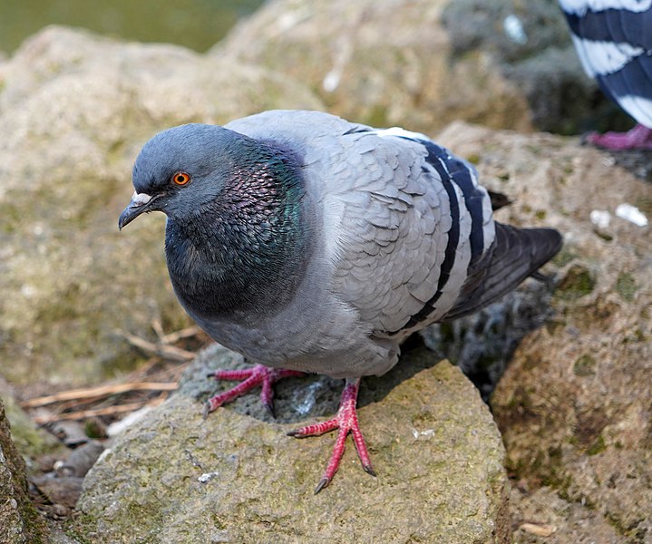 File:Feral pigeon in Locarno.jpg