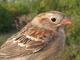 Field sparrow head.JPG
