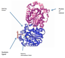Different parts of the fusion protein. As illustrated in the figure, HaloTag protein consists of the synthetic ligand and reactive chloroalkane linker parts. The HaloTag protein is attached to the protein of interest. Figure 3. Halo-Tagged Protein..png
