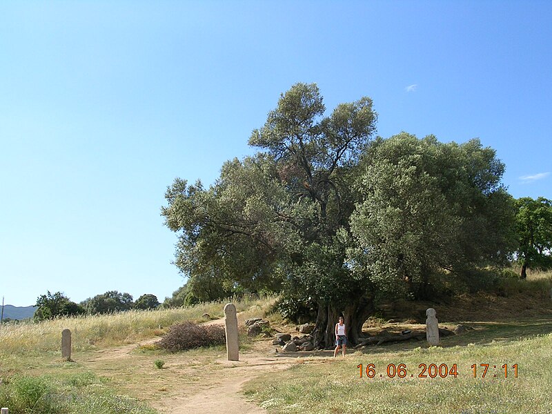 File:Filitosa L'olivier avec 3 des 5 menhirs.jpg