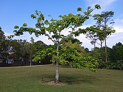 Description de l'image Firmiana malayana at Kepong Botanical Garden 20230625 104133.jpg.