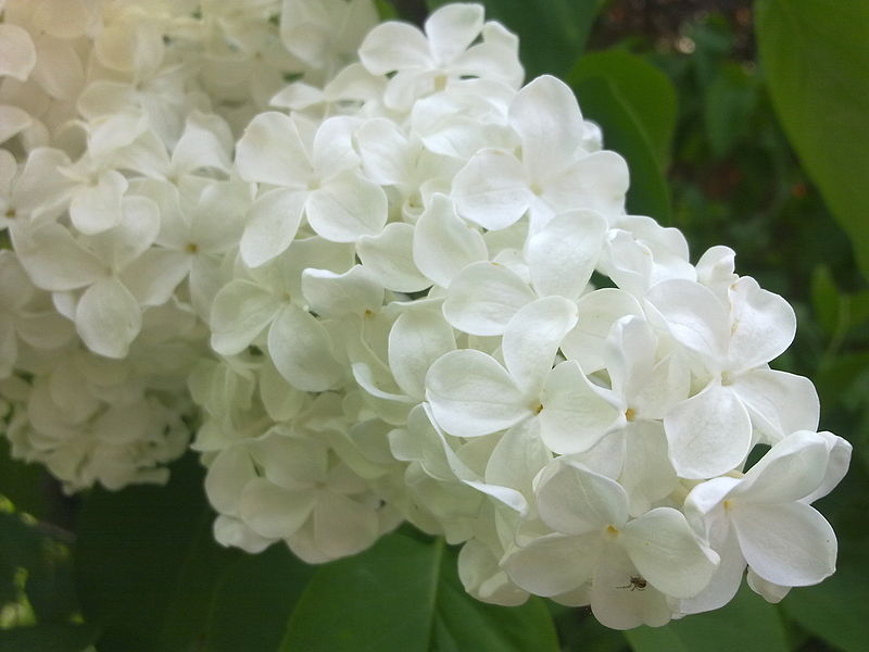 File:Fleurs de lilas blanc à Grez-Doiceau 001.jpg