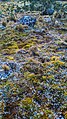 Flora, quebrada Demanda, Parque nacional Huascarán, Áncash