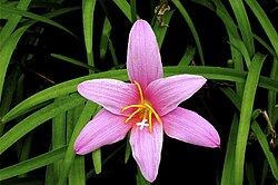 Zephyranthes carinata