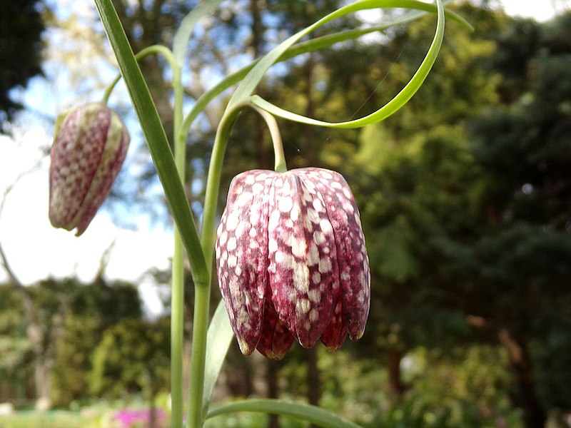 File:Flowers (PL) - Szachownica kostkowata (33386377093).jpg