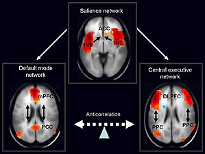 The salience network is theorised to mediate switching between the default mode network and frontoparietal network (central executive network). Fnbeh-08-00171-g002.jpg