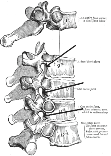 Foramen intervertebrale