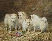 4匹のサモエドの子犬　(1896)