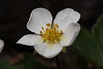 Fragaria virginiana 2388f. 
 JPG