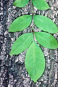 Bark and leaf Fraxinus pennsylvanica.jpg