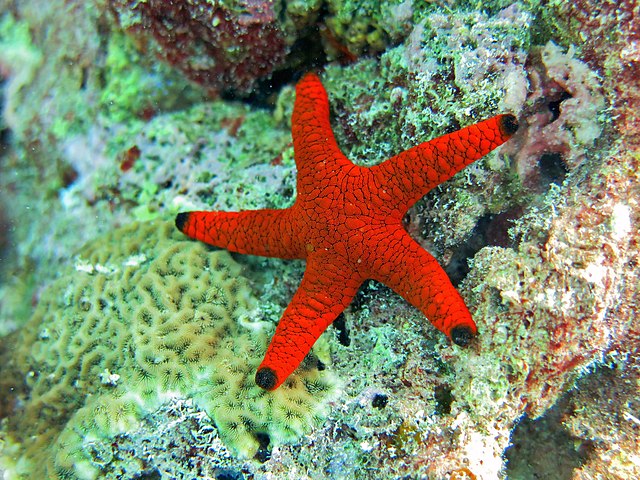 Common starfish - Wikipedia