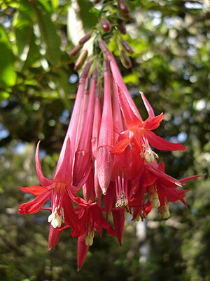 Inflorescence of Fuchsia boliviana with long flowers.