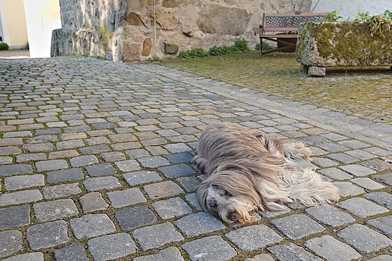 Relaxed dog lying in castle courtyard of Schloss Fürsteneck, Germany