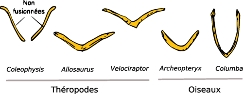 Furcula evolusjon3.png