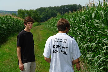 English: GMO maize test, Bourgouin-Jallieu, Is...