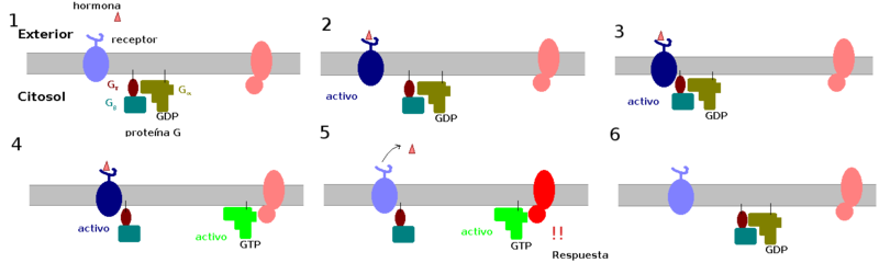 File:G Protein Cycle2.png