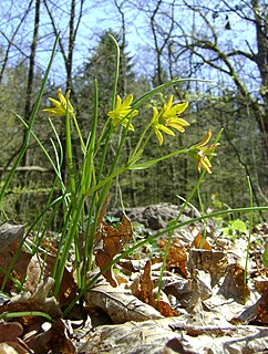 <i>Gagea spathacea</i> Species of flowering plant in the family Liliaceae