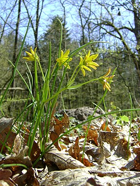 Set fra siden af ​​planten, der viser mere eller mindre cylindriske basalblade og et stængelblad, der udvider sig i form af en spathe.  De fem gule blomster er samlet i en umbel.