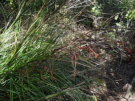Gahnia pauciflora