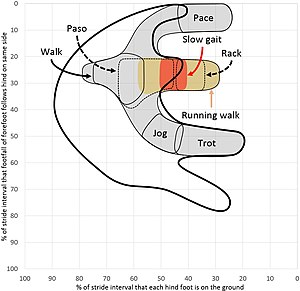 Dier Paard: Terminologie, Naamgeving, Anatomie