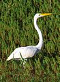 Ardea alba (Brazil)