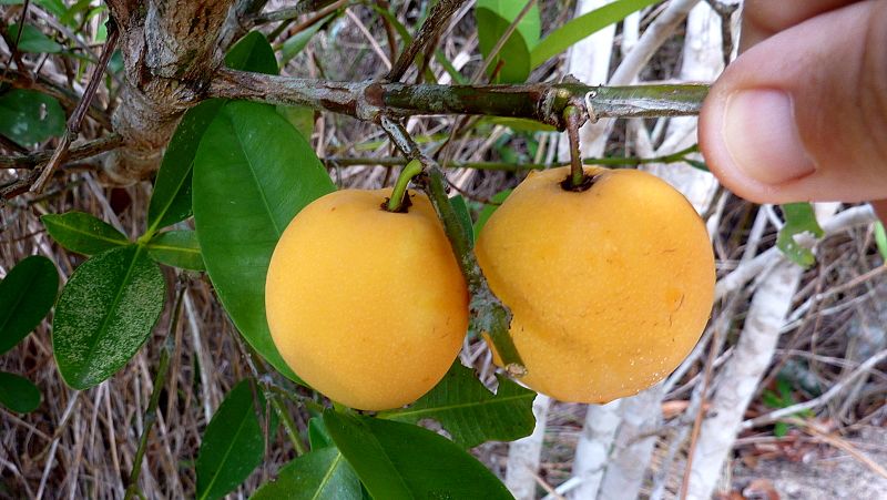 File:Garcinia gardneriana (Planch. ^ Triana) Zappi - Flickr - Alex Popovkin, Bahia, Brazil (22).jpg