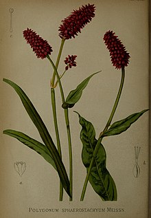 Gartenflora (15872626959) .jpg