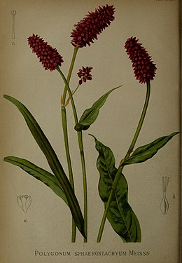 Gartenflora (15872626959).jpg