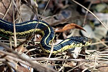 An Eastern garter snake in the Toronto ravine system Garter snake Toronto.jpg