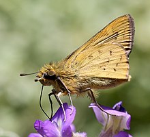 Gegenes niso niso (Hesperiidae Hesperiinae Baorini) (46548844254), crop.jpg