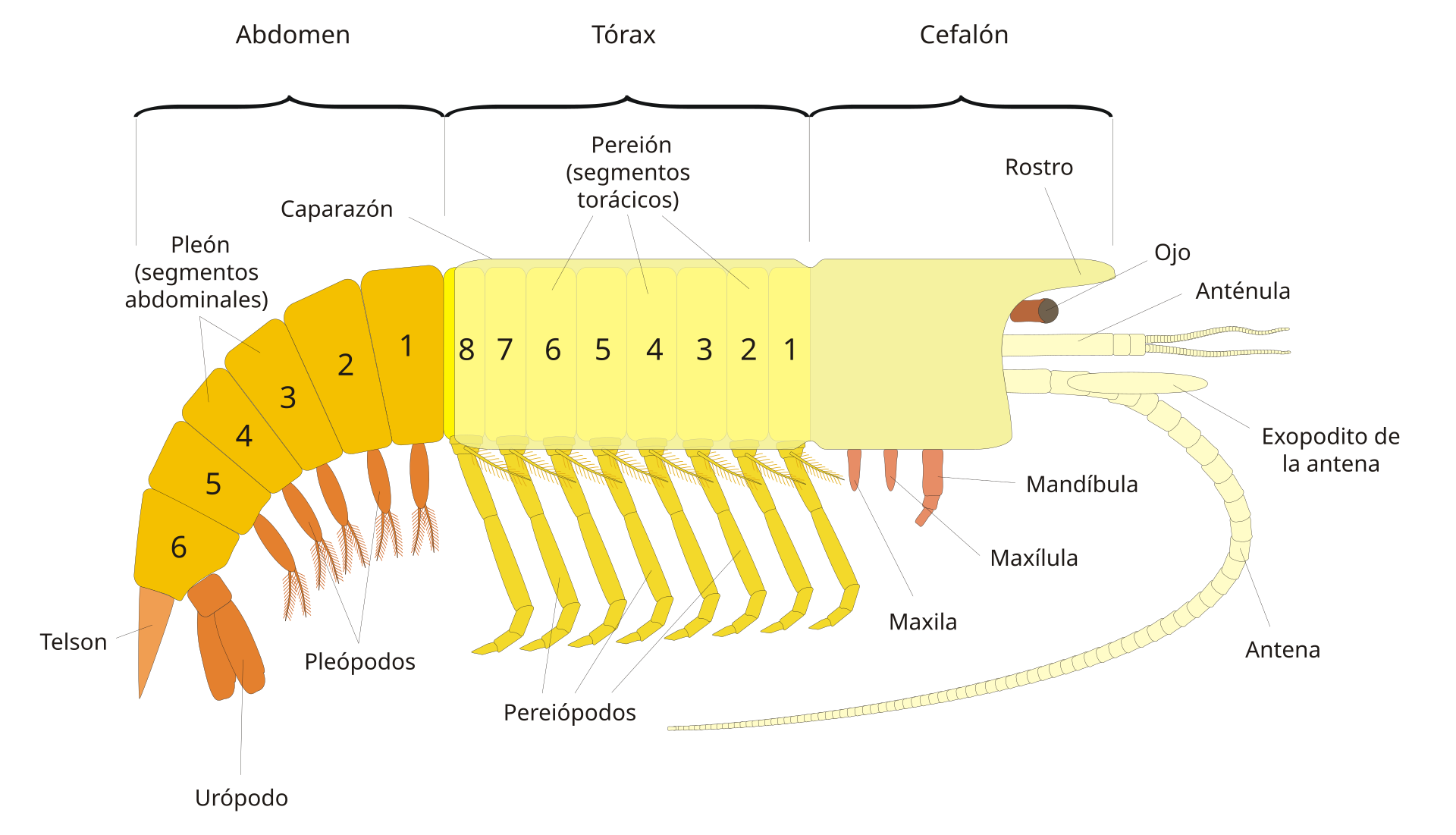 Cefalotórax - Wikipedia, la enciclopedia libre