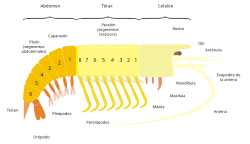 Esquema del cuerpo de un malacostráceos con todos los segmentos torácicos libres, de modo que el tórax y el pereion son equivalentes