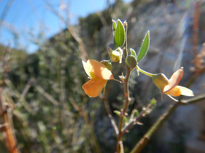 File:Genistidium dumosum - brushpea - 48804258063.jpg