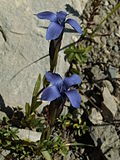 Miniatura para Gentianopsis