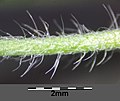 Pedicel with deflexed hairs (base of pedicel on the left)